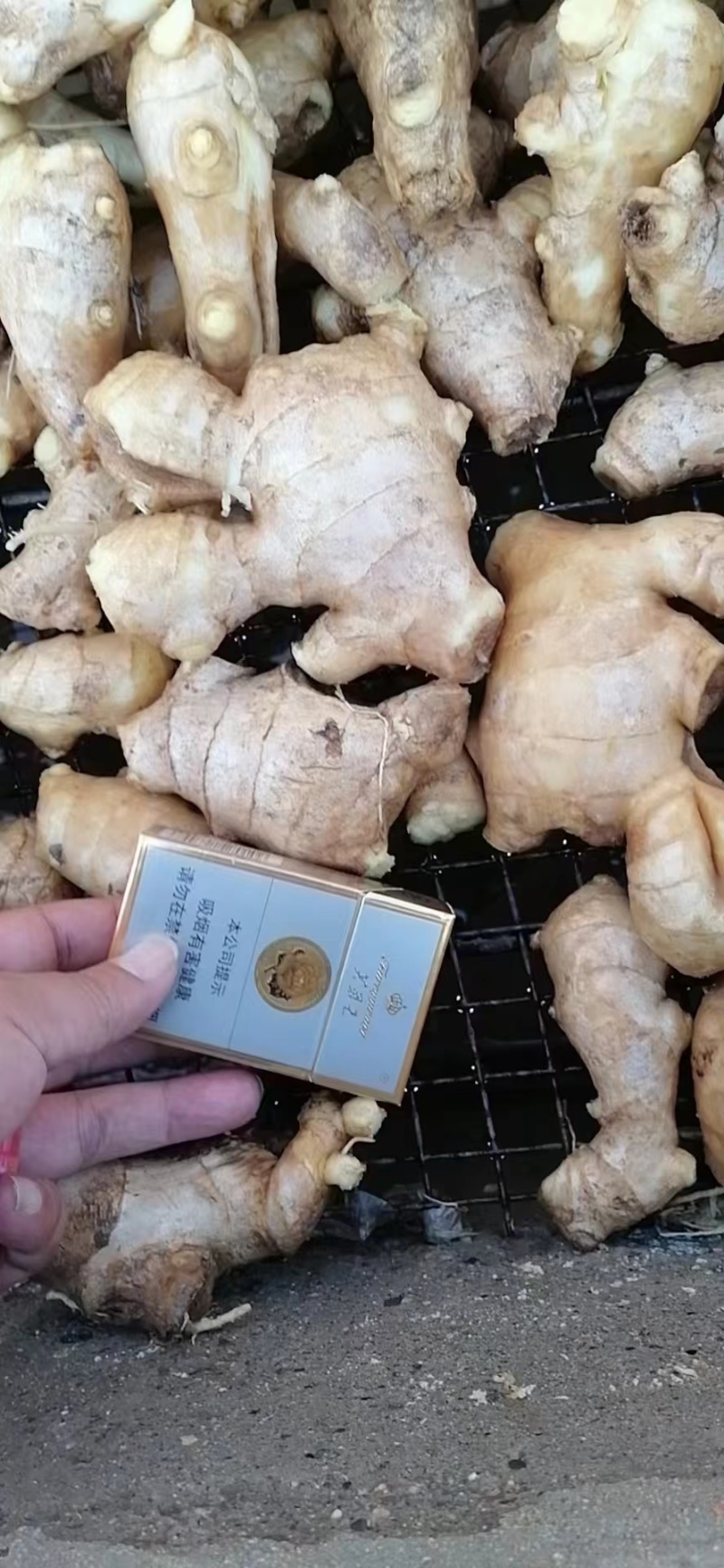 优质姜母手工挑选无坏无杂志供电商市场食品厂制药厂