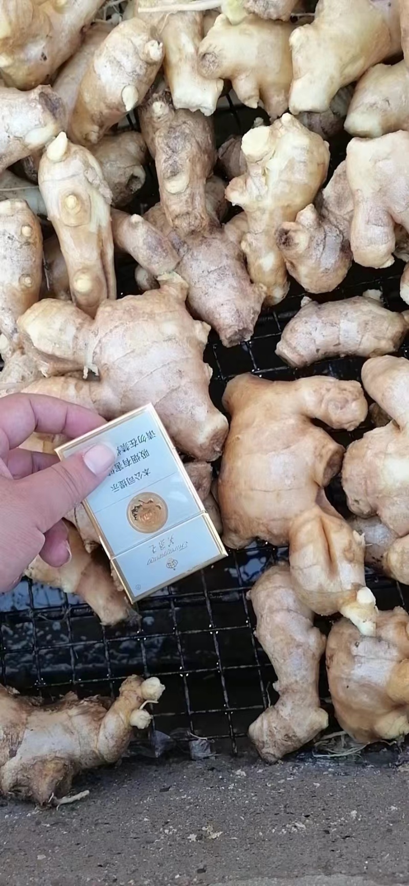 优质姜母手工挑选无坏无杂志供电商市场食品厂制药厂