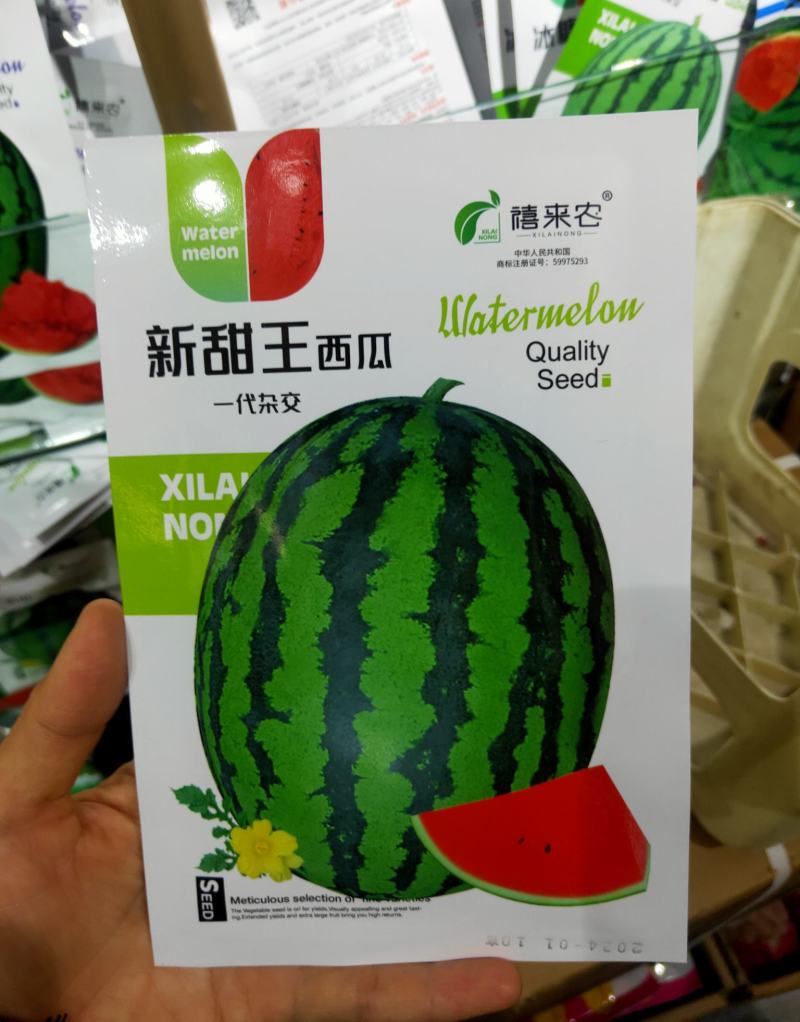 新甜王花皮西瓜种子农家庭院阳台小面积种植西瓜种子
