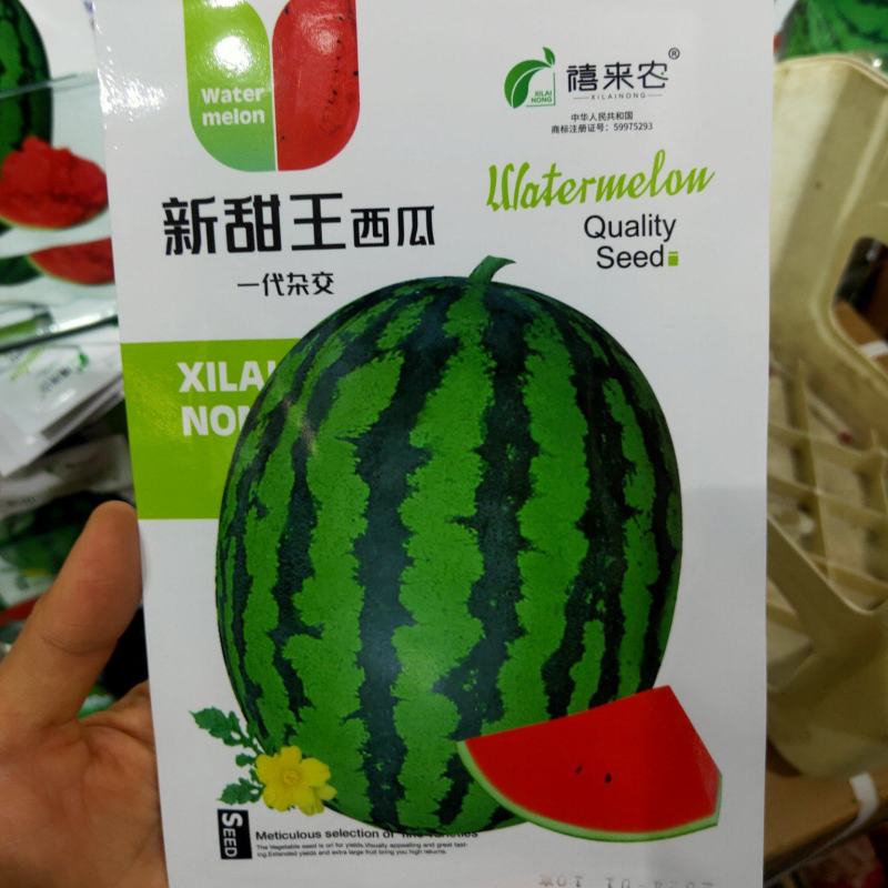 新甜王花皮西瓜种子农家庭院阳台小面积种植西瓜种子