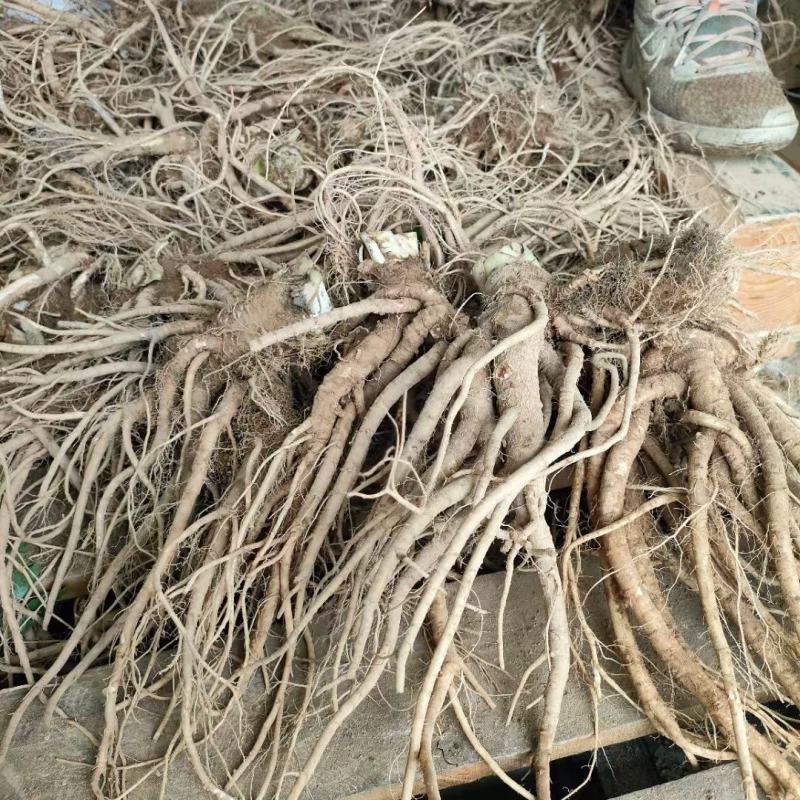 欢迎电话咨询营养丰富的当归全网低价有大量鲜货