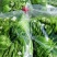 大理洱源海菜花、基地直发一手货源