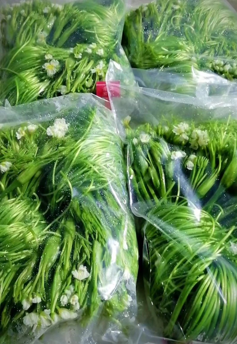 大理洱源海菜花、基地直发一手货源