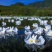 大理洱源海菜花、基地直发一手货源