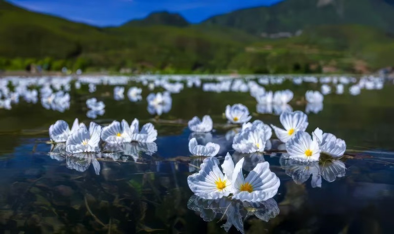 大理洱源海菜花、基地直发一手货源