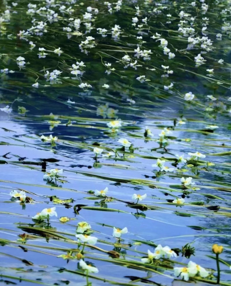 大理洱源海菜花、基地直发一手货源