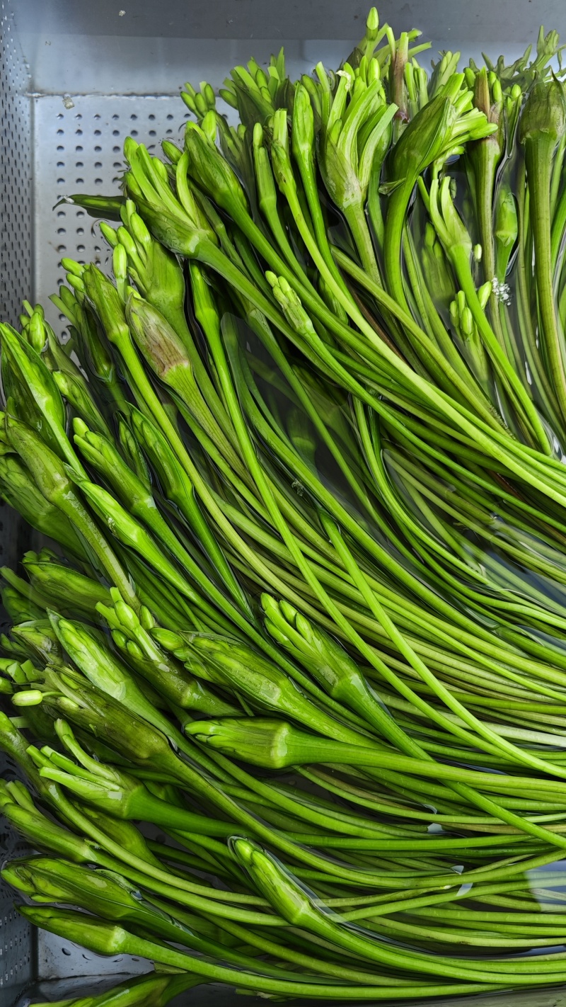大理洱源海菜花、基地直发一手货源
