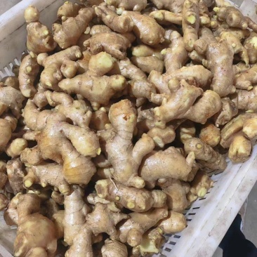 姜母【适合电商食品厂制药厂加工厂【全国发货！坏烂包赔】