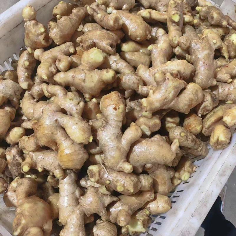 姜母【适合电商食品厂制药厂加工厂【全国发货！坏烂包赔】