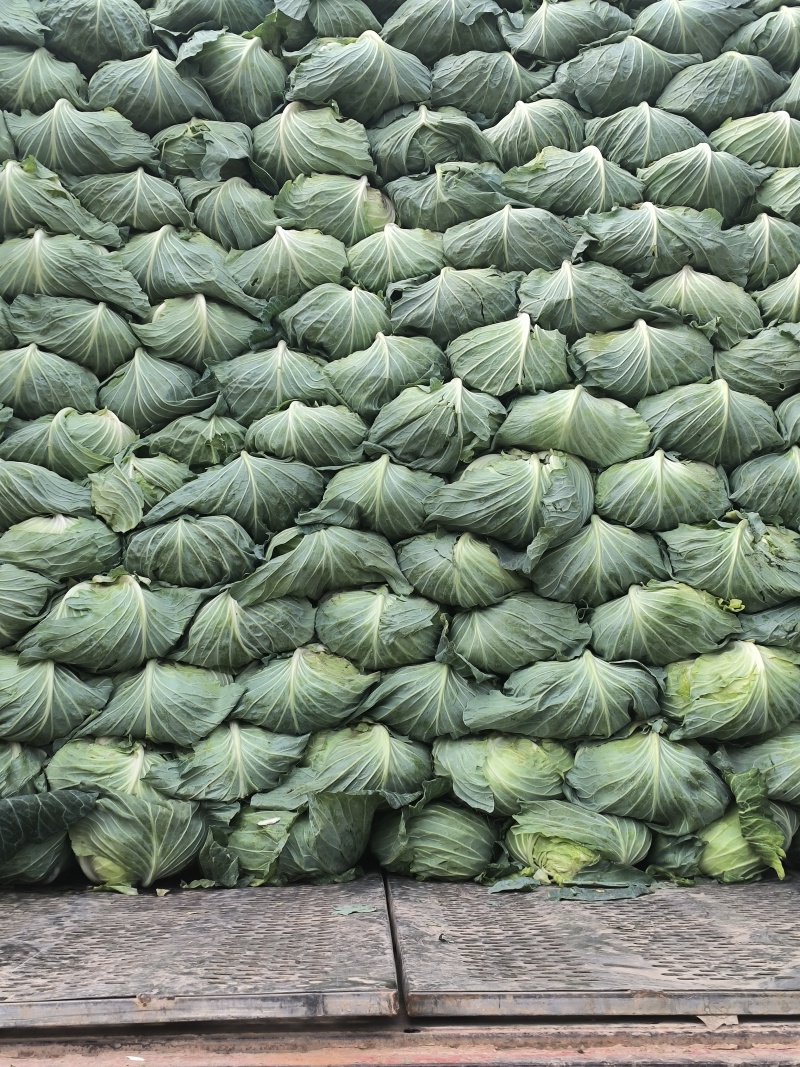 精品京丰一号甘蓝；包菜：平顶包菜：一手货源：