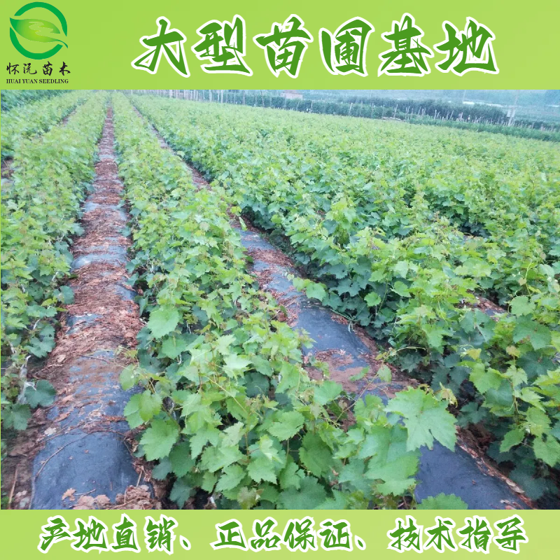 巨峰葡萄苗四川葡萄苗嫁接苗产地直销【批发】技术指导