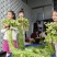 大理洱源海菜花、基地直发一手货源