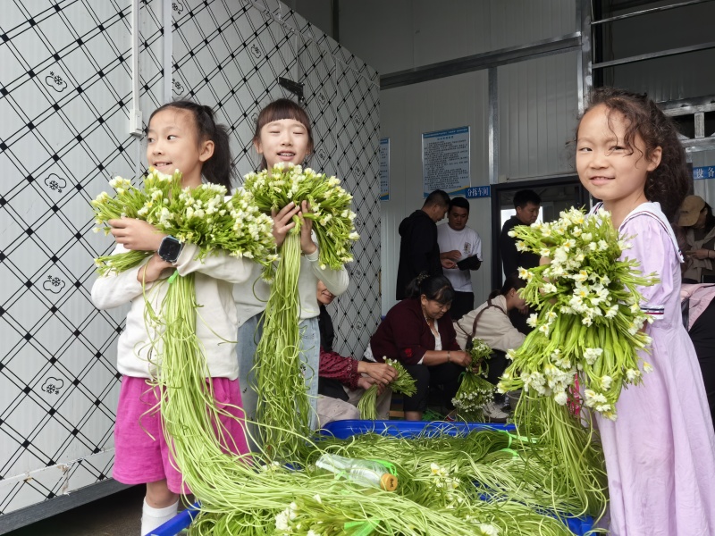 大理洱源海菜花、基地直发一手货源