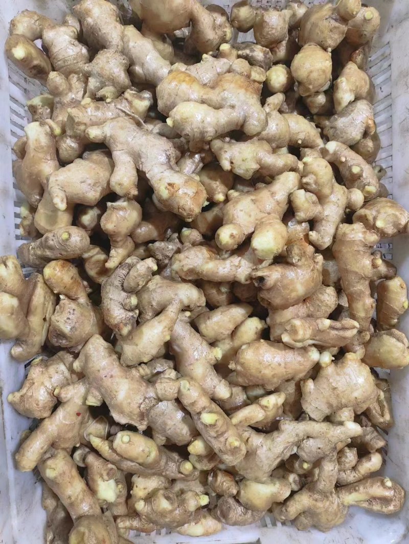 姜母【适合电商食品厂制药厂加工厂【全国发货！坏烂包赔】