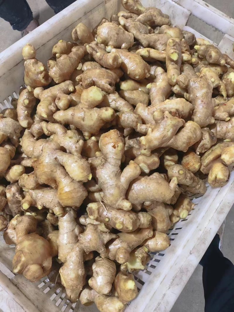 姜母【适合电商食品厂制药厂加工厂【全国发货！坏烂包赔】