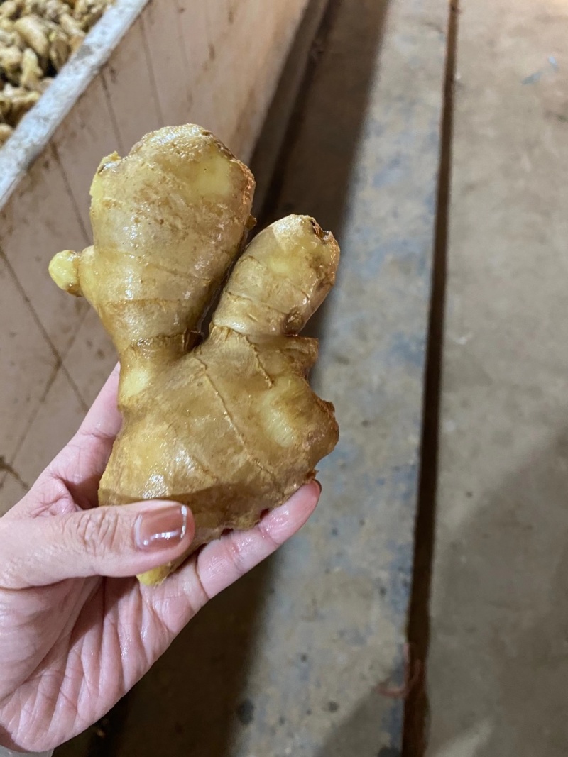 姜母【适合电商食品厂制药厂加工厂【全国发货！坏烂包赔】