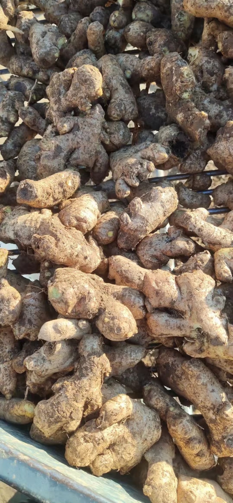 姜母【适合电商食品厂制药厂加工厂【全国发货！坏烂包赔】