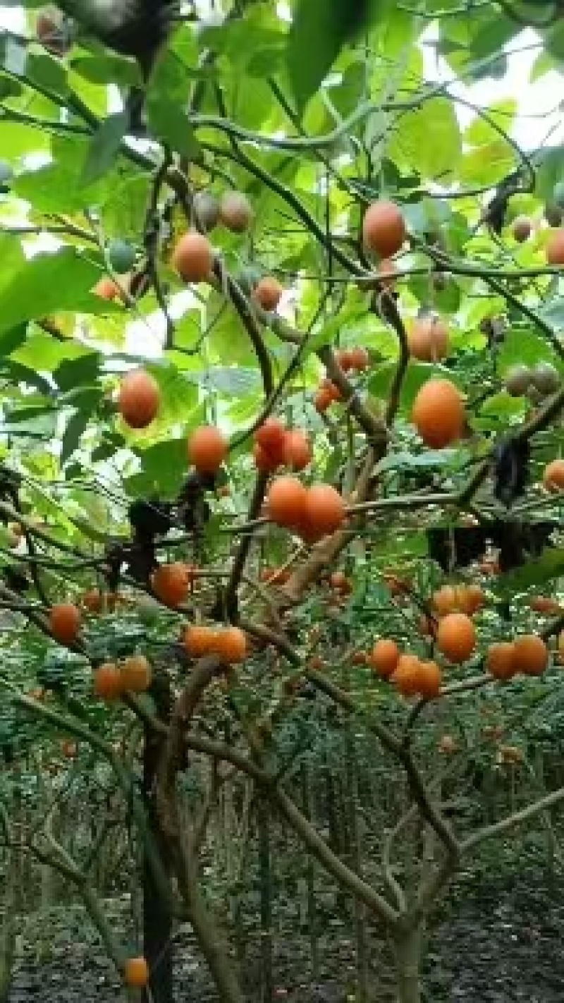 树番茄