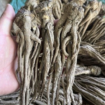 当归十支归成品，人工修剪，精品货