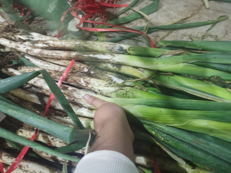山东章丘大葱，产地直发，源头货源，批发代发