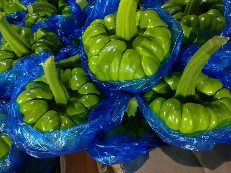 姜饼瓜