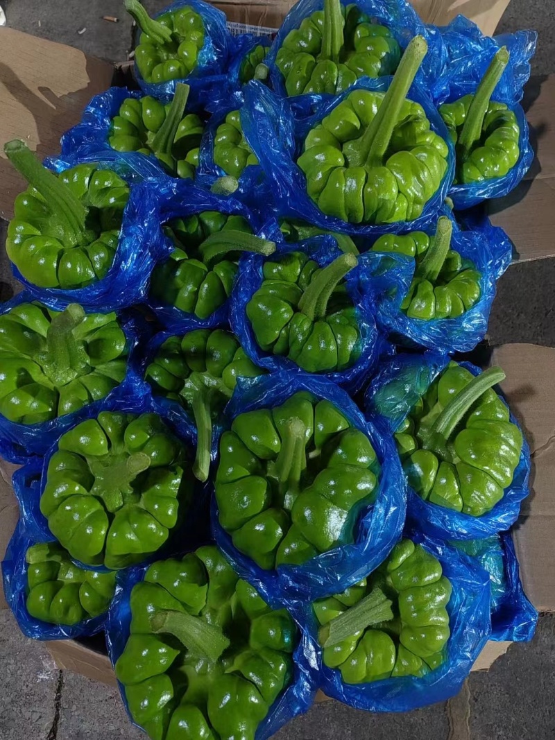 姜饼瓜