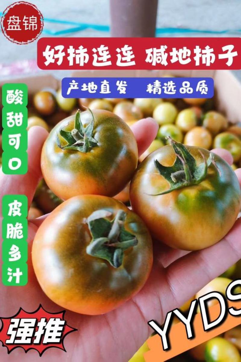 铁皮柿子绿腚柿子草莓柿子