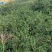 我家种植大量黄栀子，现在正是采收时间，欢迎老板采购