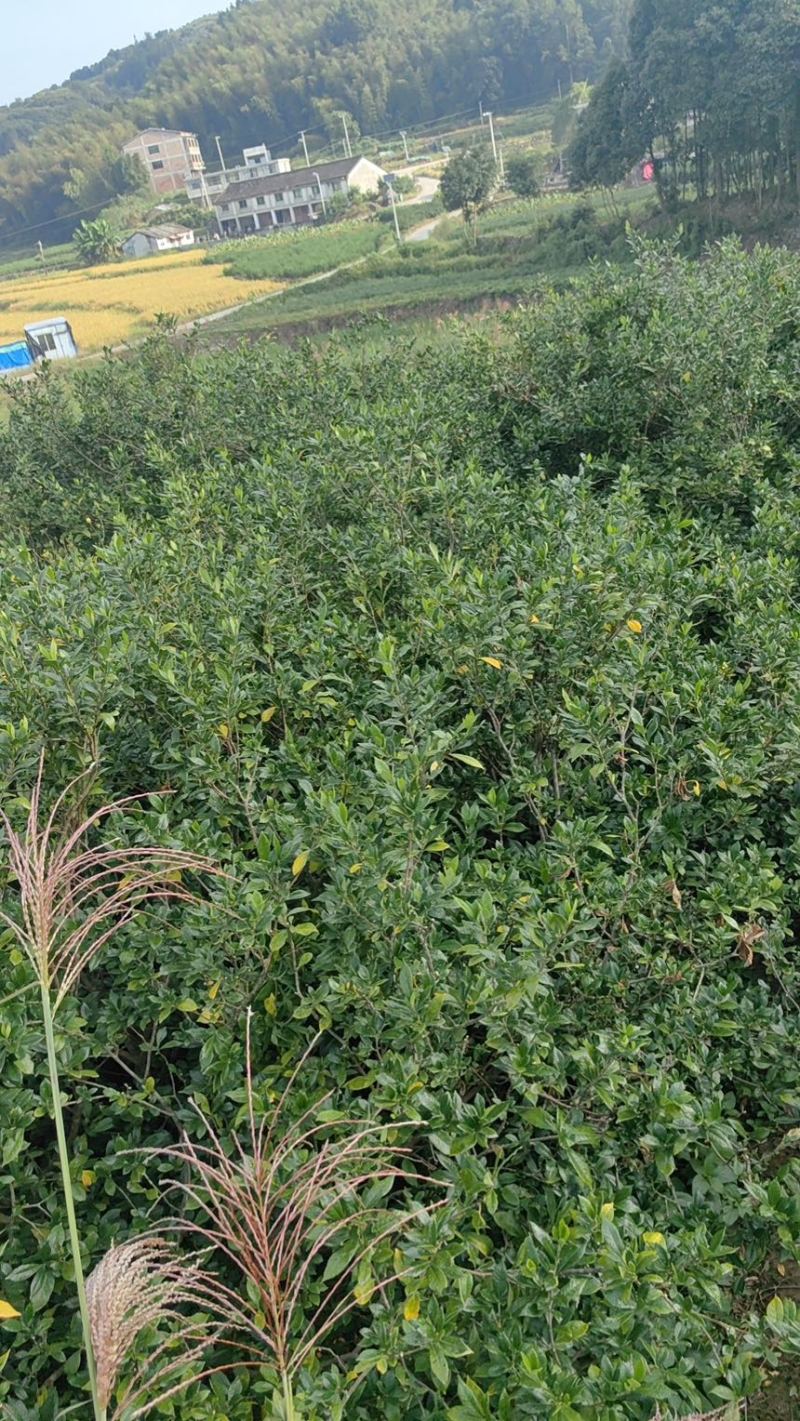 我家种植大量黄栀子，现在正是采收时间，欢迎老板采购