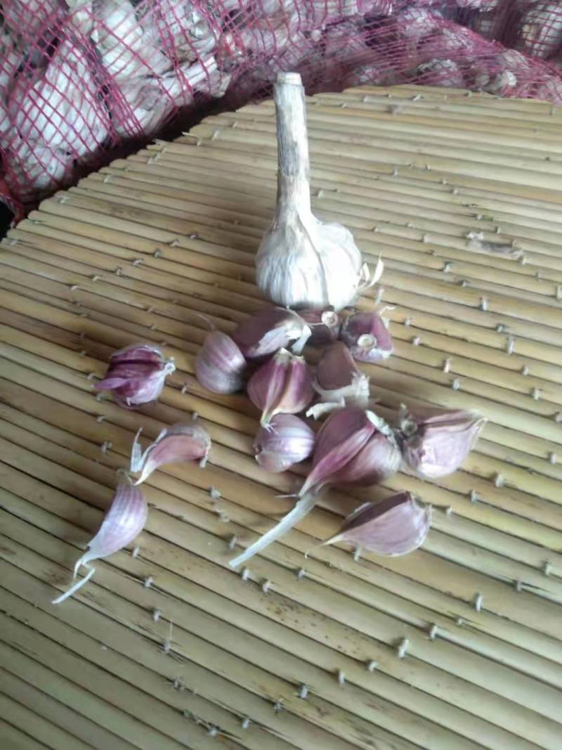红根蒜苗种孑