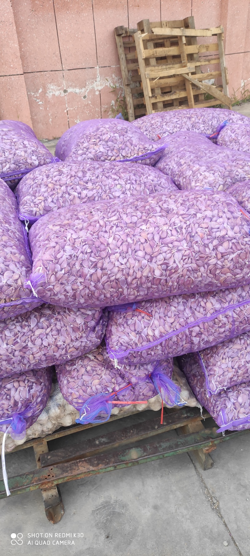 红根蒜苗种孑