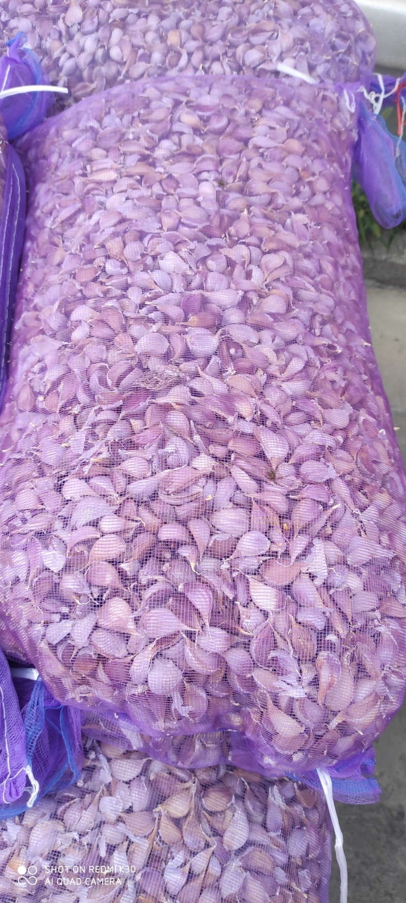 红根蒜苗种孑