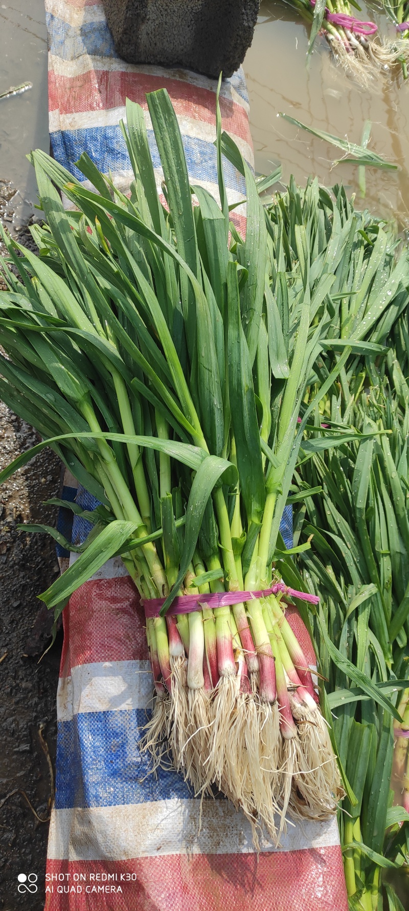 红根蒜苗种孑