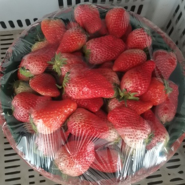 甜宝草莓产地直供，保证质量
