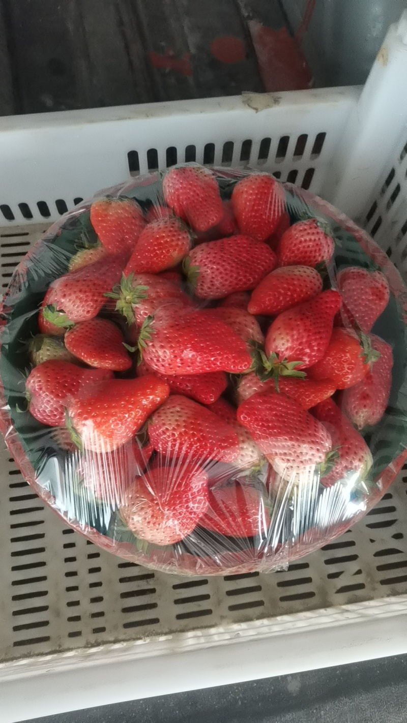 甜宝草莓产地直供，保证质量