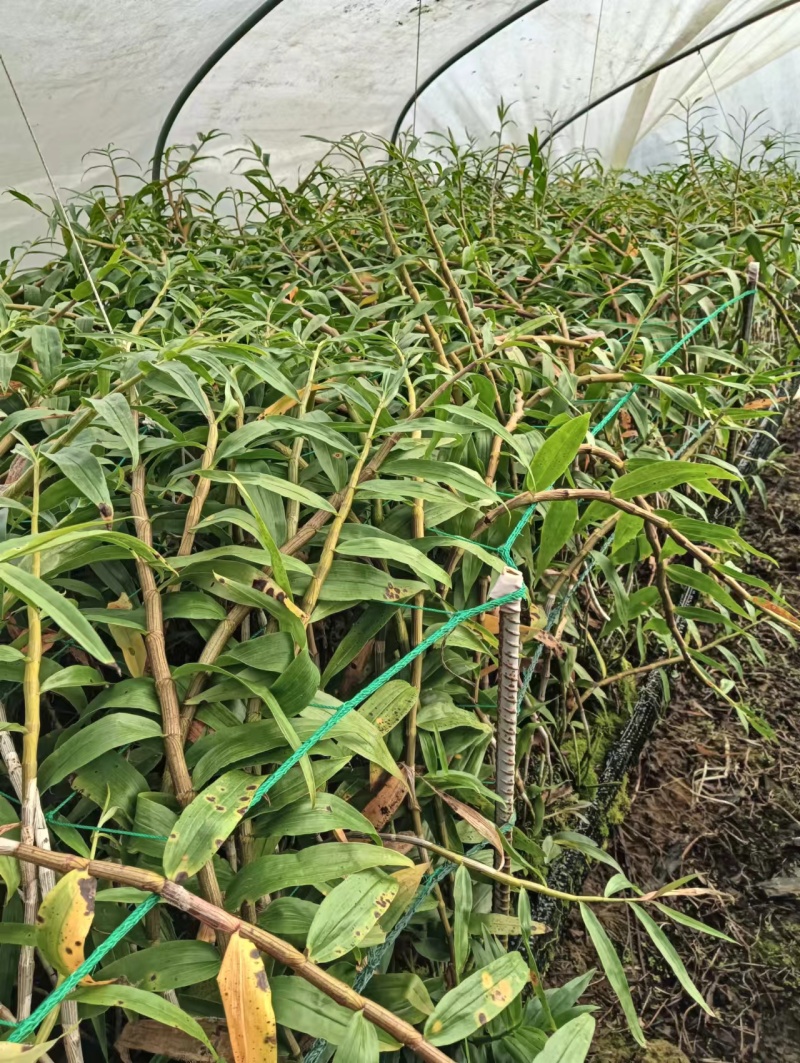【紫皮石斛】云南德宏紫皮石鲜条大量上市可以打捆全国接单