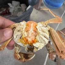 江苏鲜活现卖六月黄零售，肉肥膏黄，保证质量鲜活。