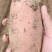 河南开封龙九红薯沙地红薯，大量现货上市，基地直发包售后