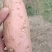 河南开封龙九红薯沙地红薯，大量现货上市，基地直发包售后