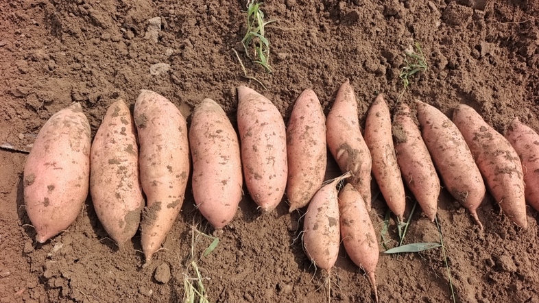 新鲜采摘的龙薯九号,表皮呈浅红色,内部为金黄色至橙黄色 龙薯九号特写