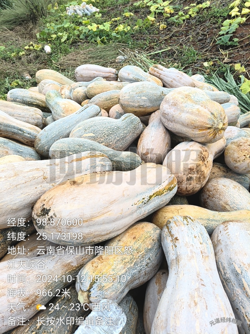 蜜本南瓜大量现货
