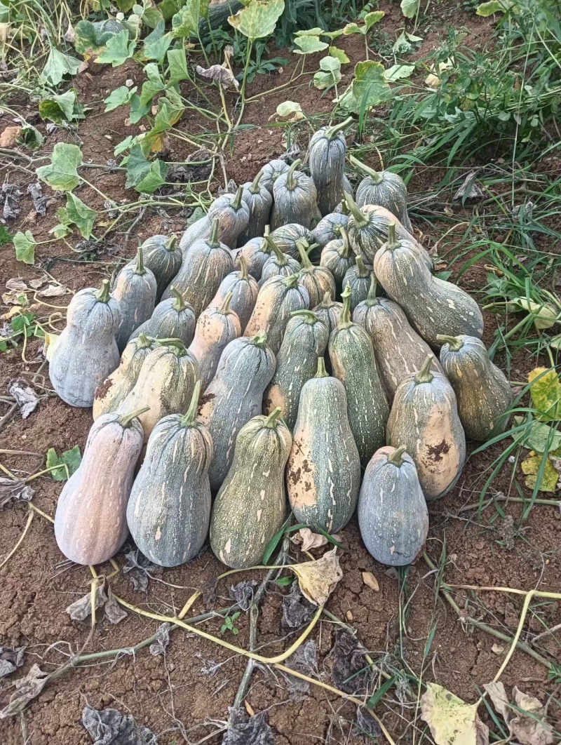 蜜本南瓜大量现货