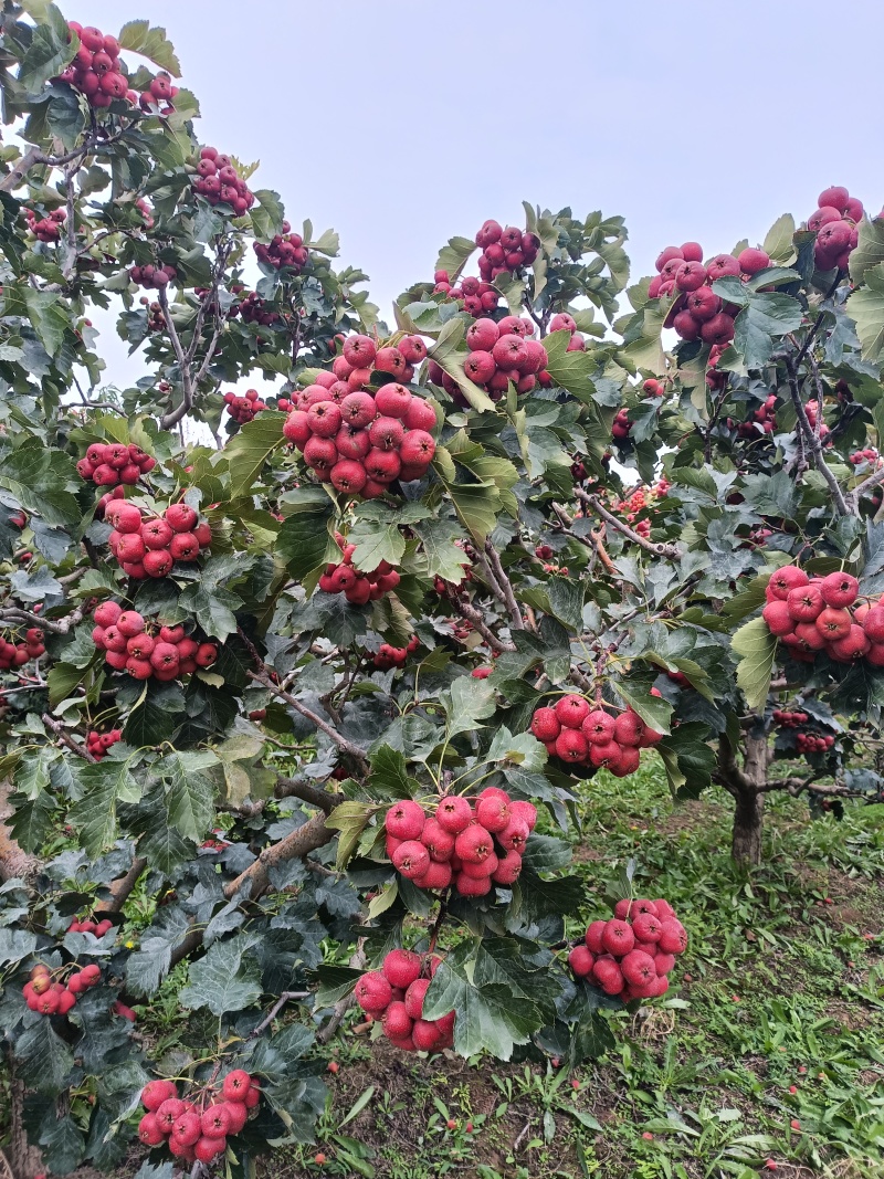 大金星山楂