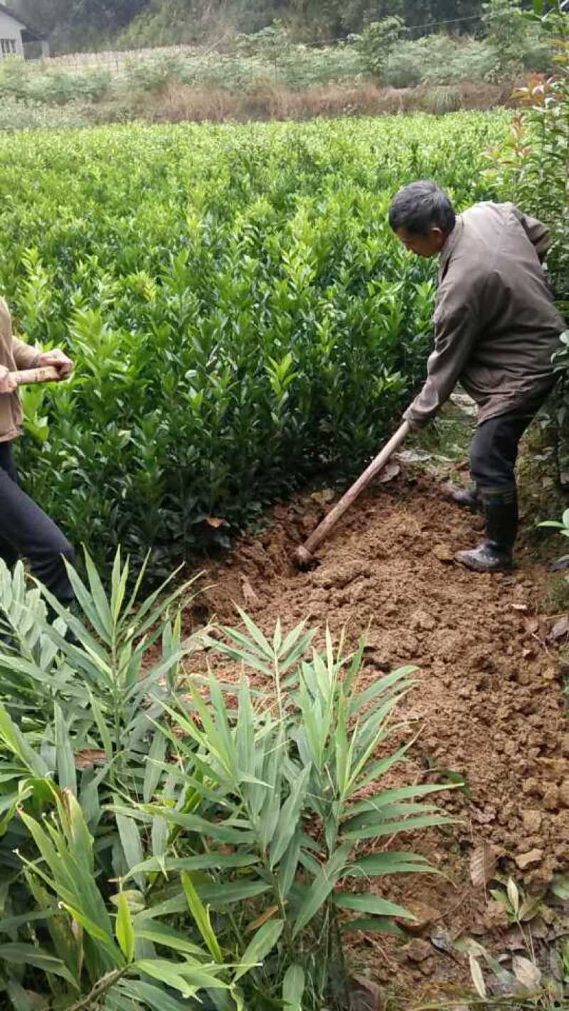 爱媛果冻橙苗