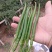 精品薄皮椒，湘妍55，苏椒，301泡椒，大量现货供应