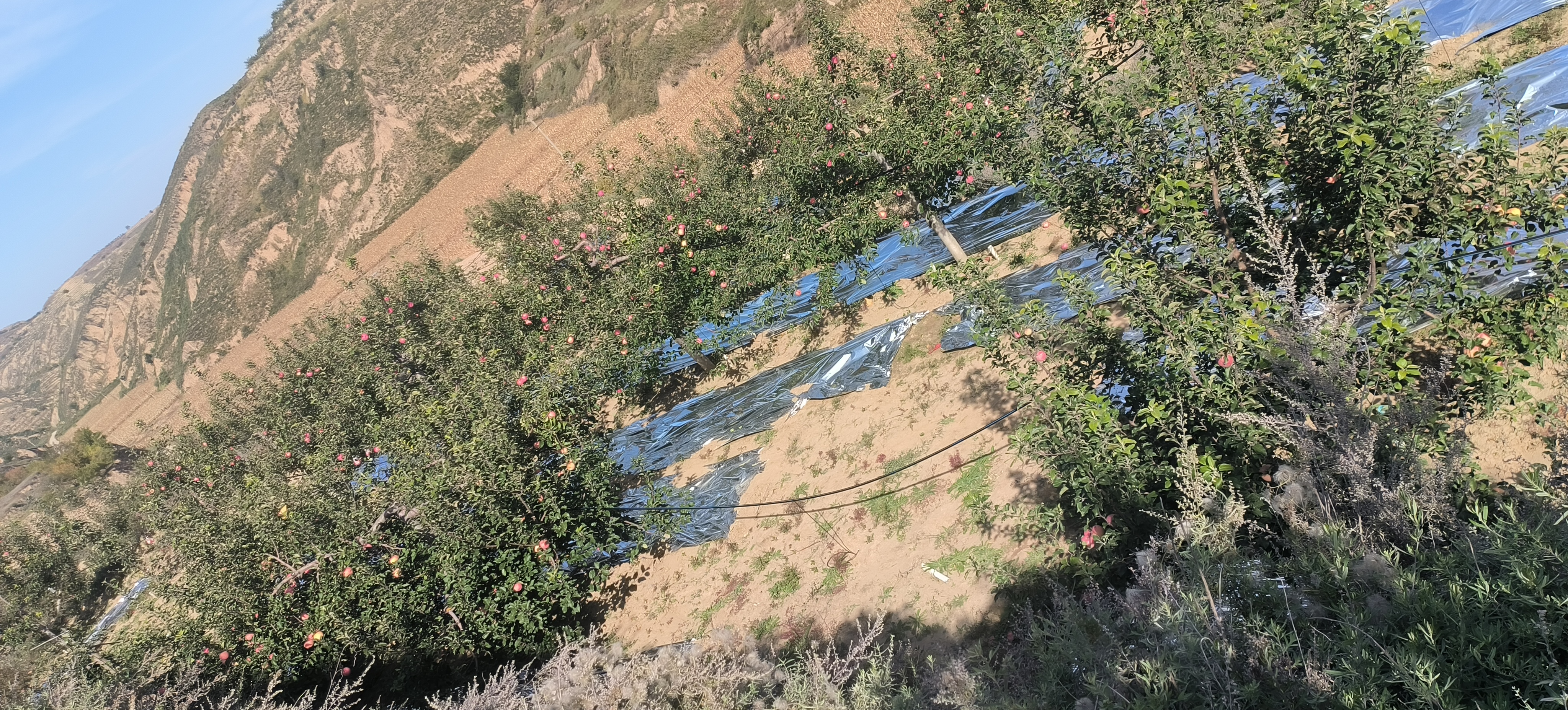 红奥格果园实景