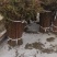雪柳，干枝雪柳，珍珠绣线菊量大质优价格优惠欢迎咨询