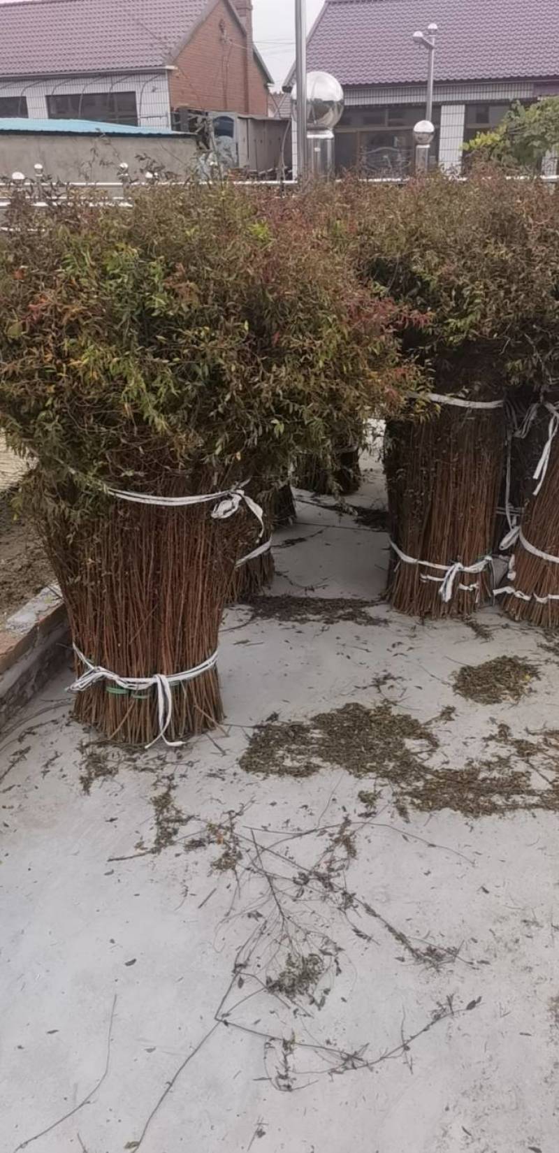 雪柳，干枝雪柳，珍珠绣线菊量大质优价格优惠欢迎咨询
