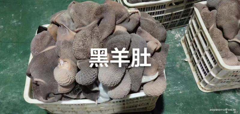 羊肚熟羊肚白羊肚黑羊肚羊杂羊肠羊内脏羊副产品现货供应