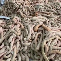 牛肠熟牛肠牛大肠牛小肠牛副产品牛内脏现货供应